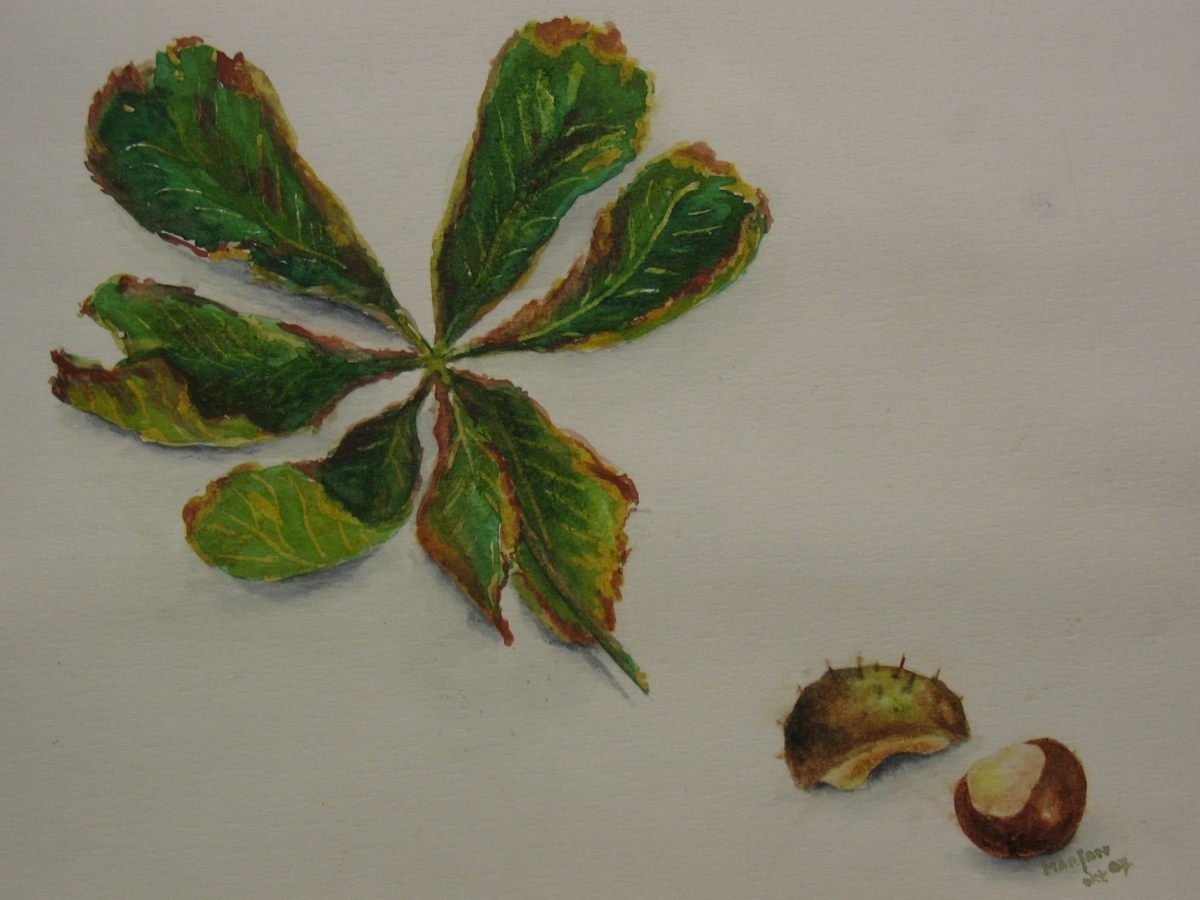 Kastanjeblad en kastanje, 24x30 cm, Aquarel  2007 