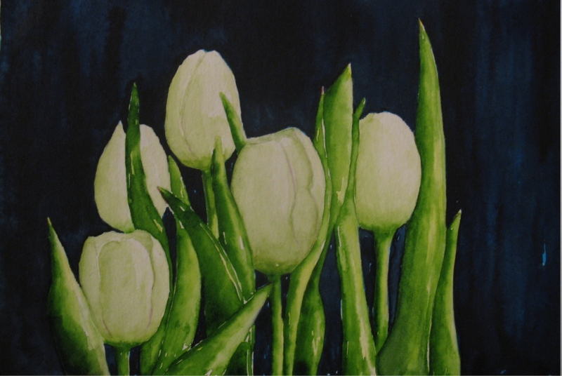 Tulpen met donkere achtergrond, 17x12 cm, Aquarel 2010